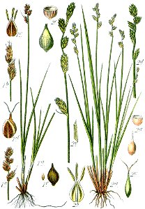 Carex spp Sturm34