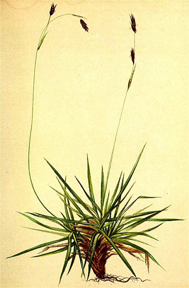 Carex firma Atlas Alpenflora