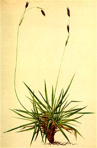Carex firma Atlas Alpenflora