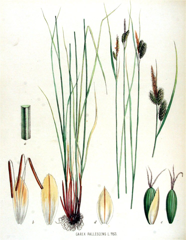 Carex pallescens — Flora Batava — Volume v15