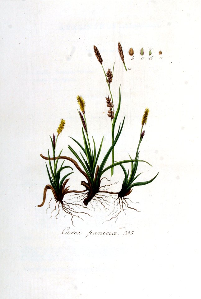 Carex panicea — Flora Batava — Volume v5