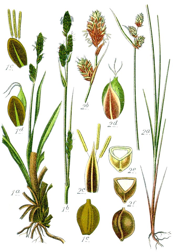 Carex spp Sturm38