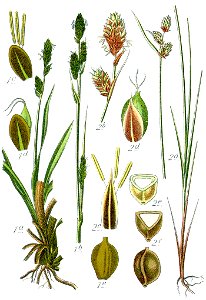Carex spp Sturm38