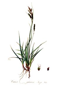 Carex glauca — Flora Batava — Volume v13