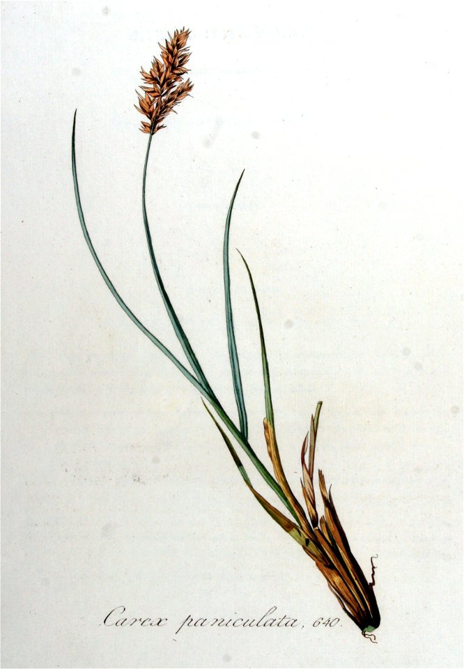 Carex paniculata — Flora Batava — Volume v8