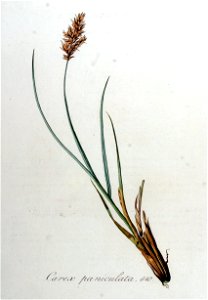 Carex paniculata — Flora Batava — Volume v8