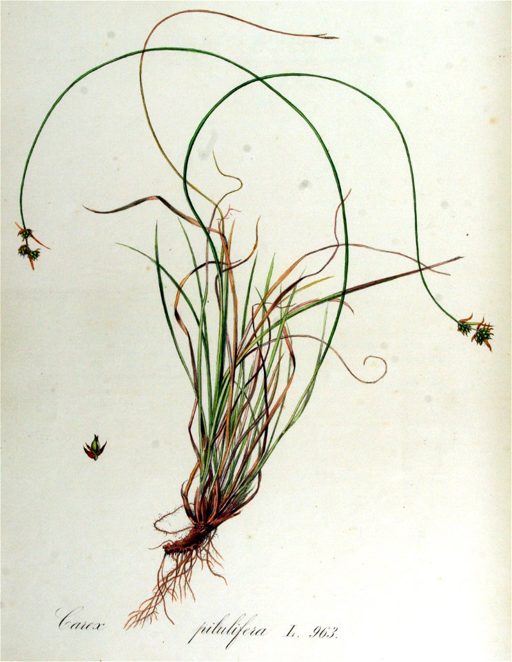 Carex pilulifera — Flora Batava — Volume v13