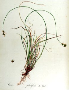 Carex pilulifera — Flora Batava — Volume v13