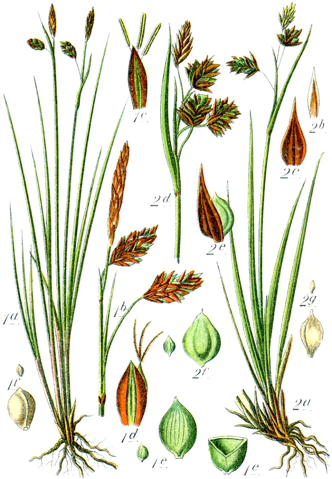 Carex spp Sturm42