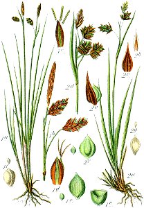 Carex spp Sturm42