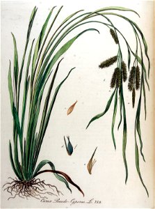 Carex pseudo-cyperus — Flora Batava — Volume v10
