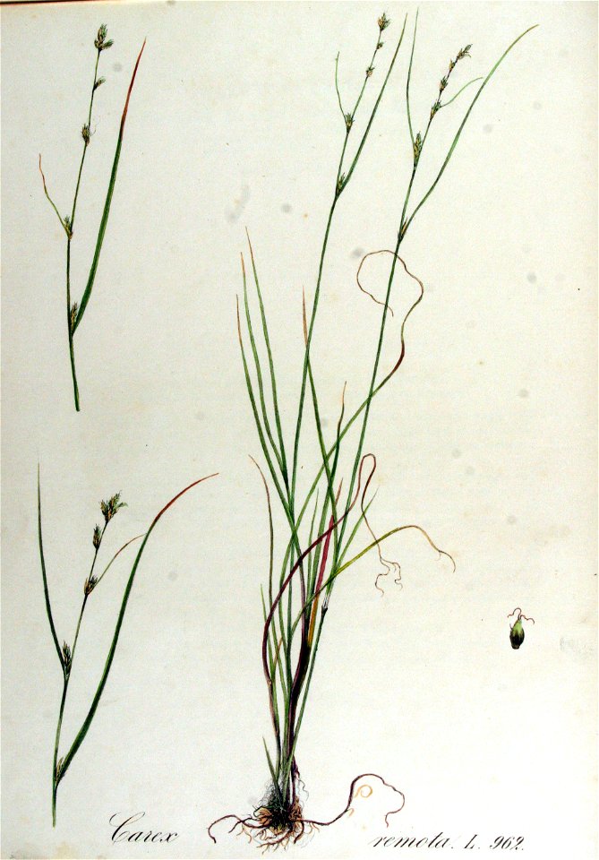 Carex remota — Flora Batava — Volume v13