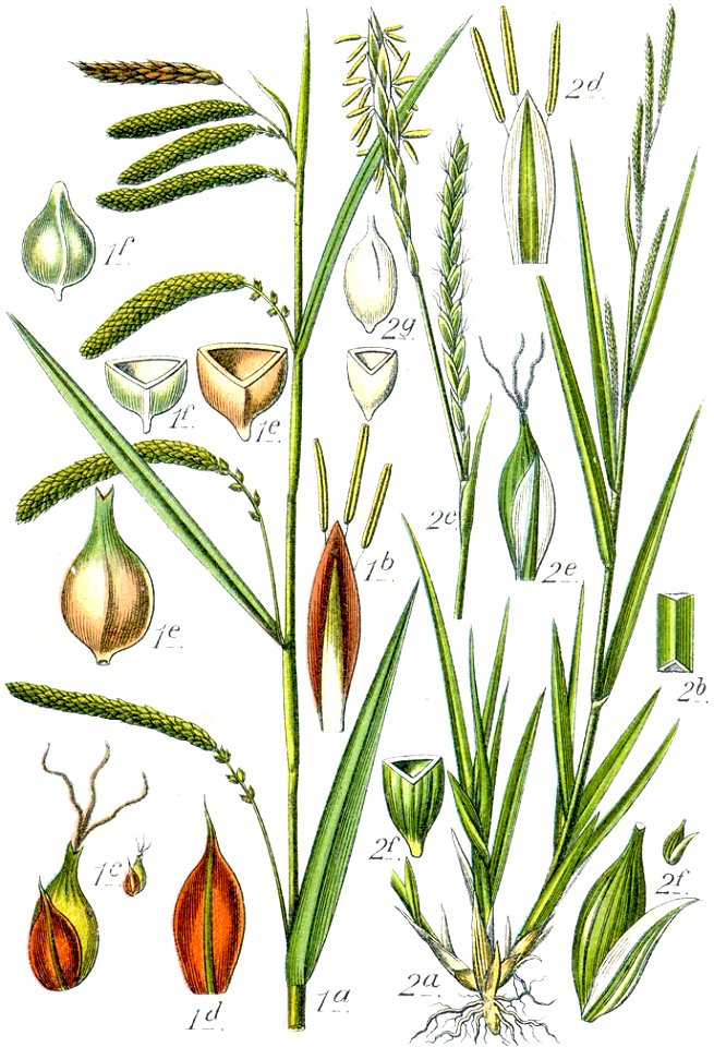 Carex spp Sturm46