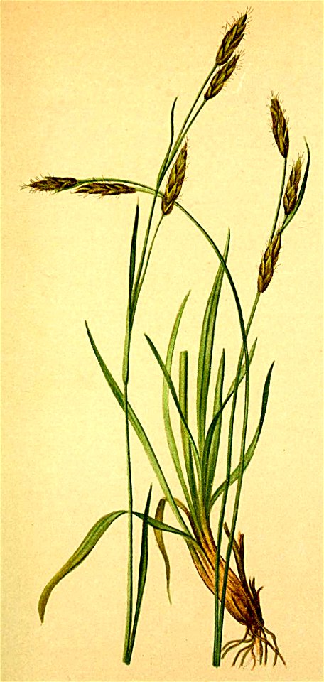 Carex sempervirens Atlas Alpenflora