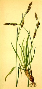 Carex sempervirens Atlas Alpenflora
