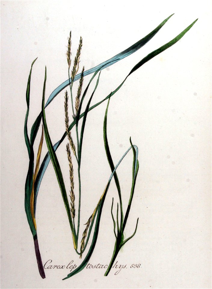 Carex leptostachys — Flora Batava — Volume v8