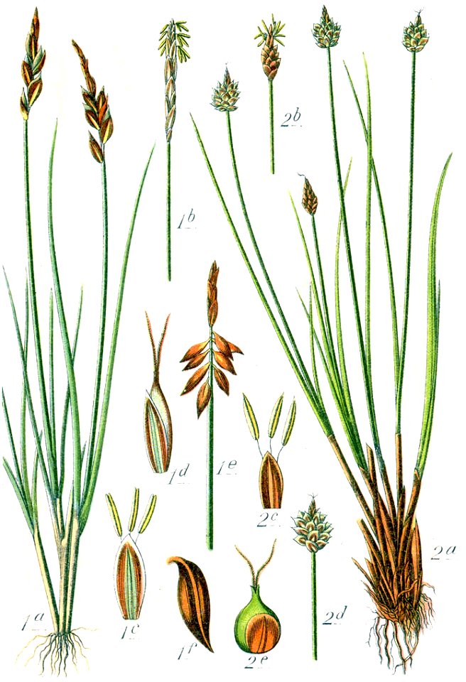 Carex spp Sturm23