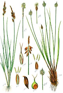 Carex spp Sturm23