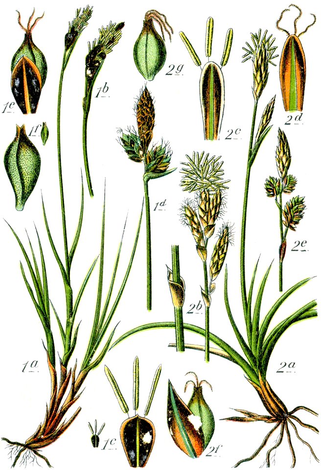Carex spp Sturm50