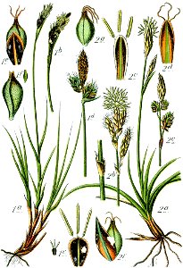 Carex spp Sturm50