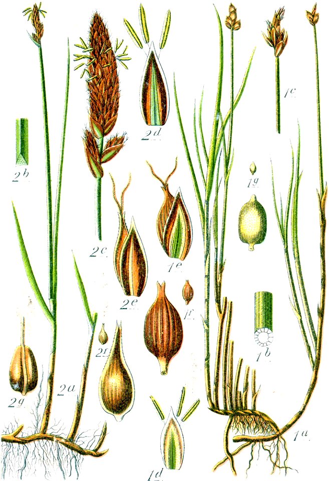 Carex spp Sturm26