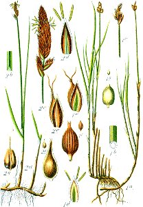 Carex spp Sturm26