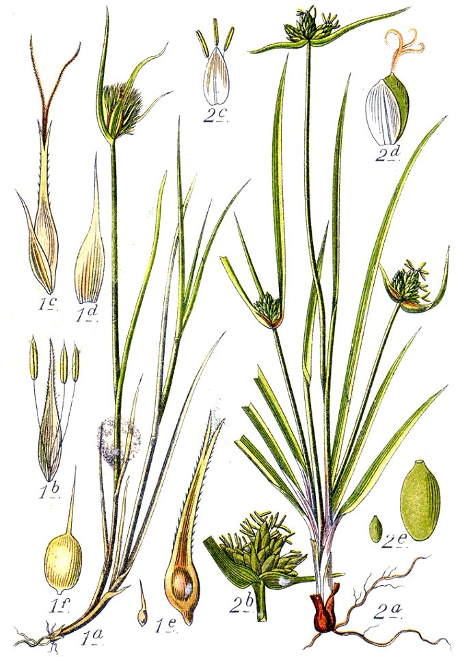 Carex spp Sturm25