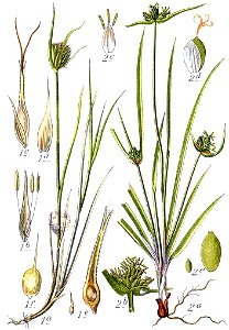 Carex spp Sturm25
