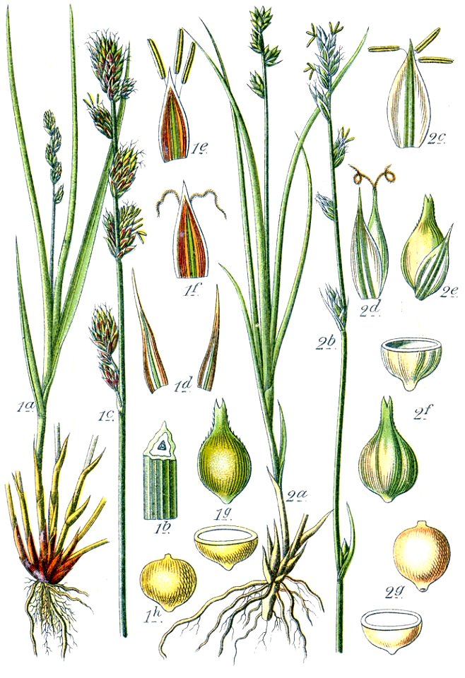 Carex muricata Sturm28