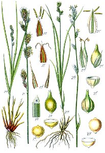 Carex muricata Sturm28