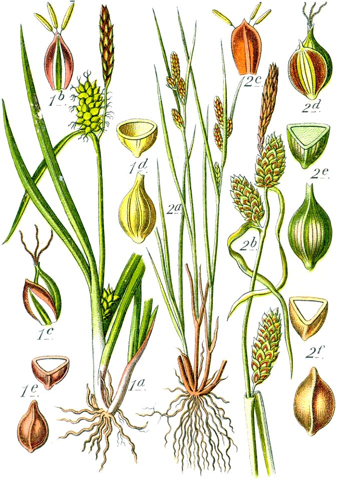 Carex spp Sturm54