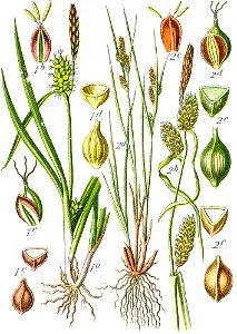 Carex spp Sturm54