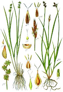 Carex spp Sturm31