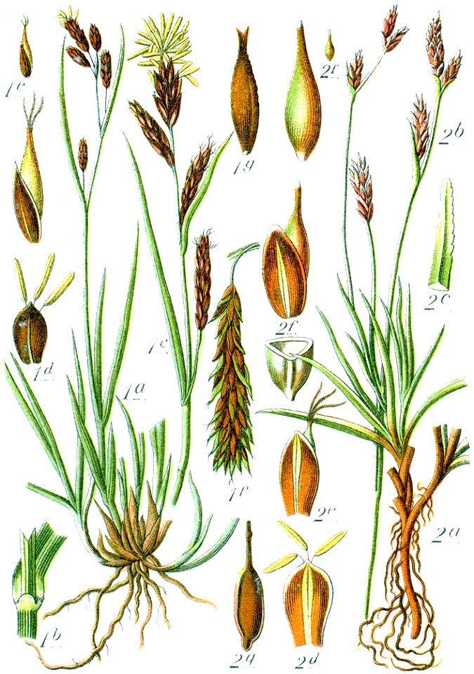 Carex spp Sturm58