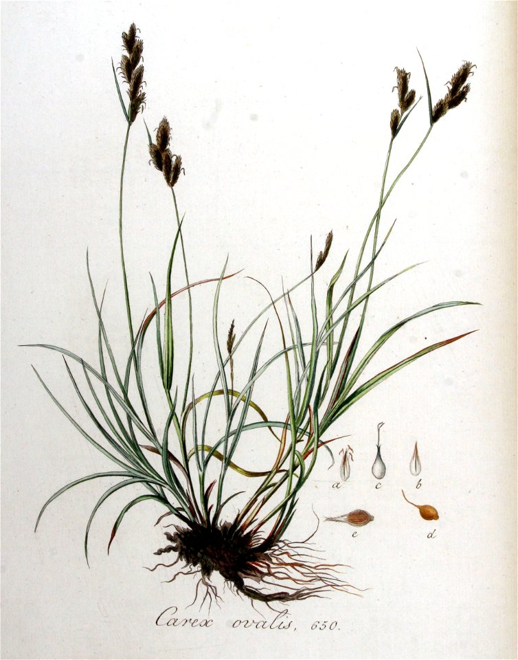 Carex ovalis — Flora Batava — Volume v9