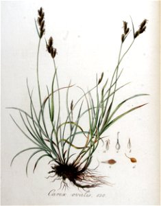 Carex ovalis — Flora Batava — Volume v9