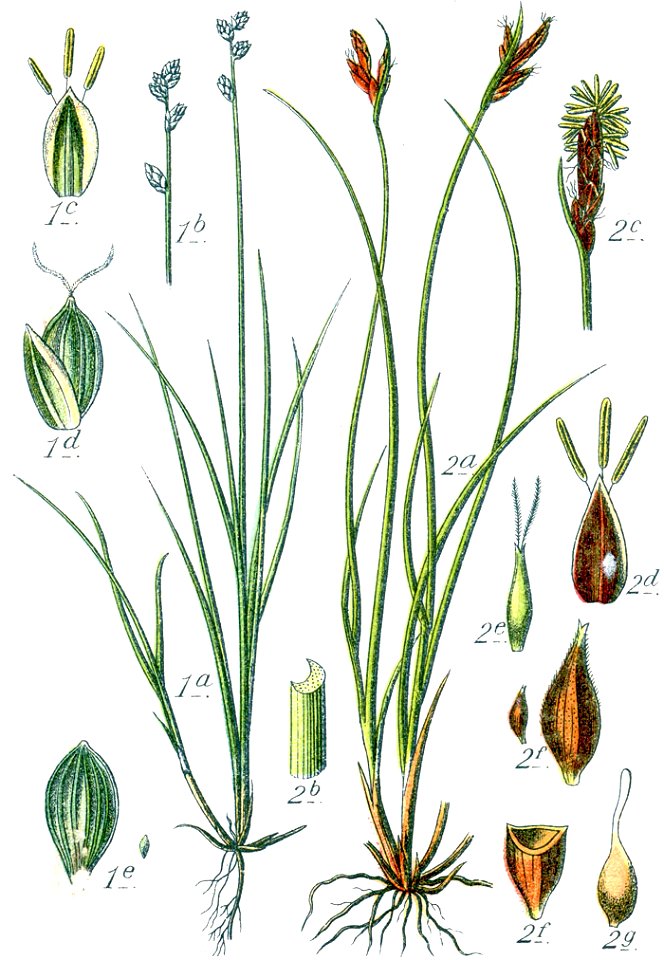 Carex spp Sturm33