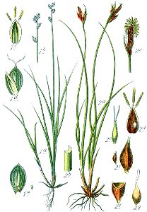 Carex spp Sturm33
