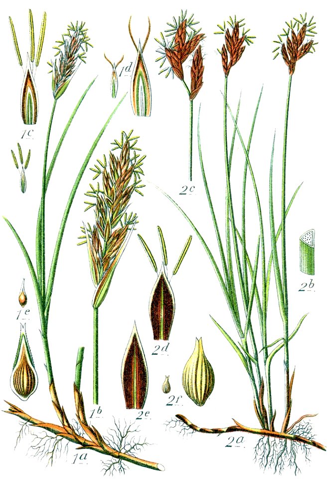 Carex spp Sturm35