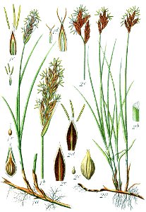 Carex spp Sturm35
