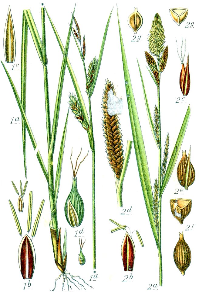 Carex spp Sturm62