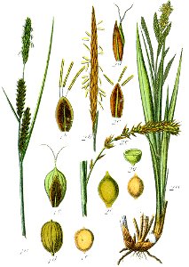 Carex spp Sturm37