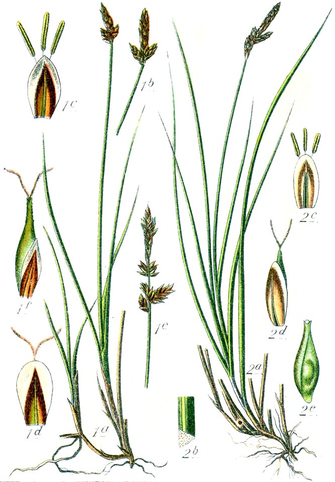 Carex spp Sturm39
