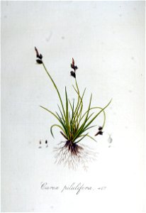 Carex pilulifera — Flora Batava — Volume v6