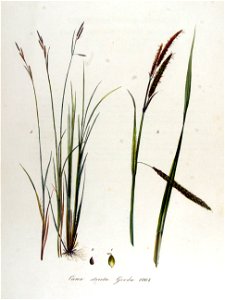 Carex stricta — Flora Batava — Volume v13