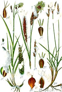 Carex spp Sturm41