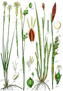 Carex spp Sturm43