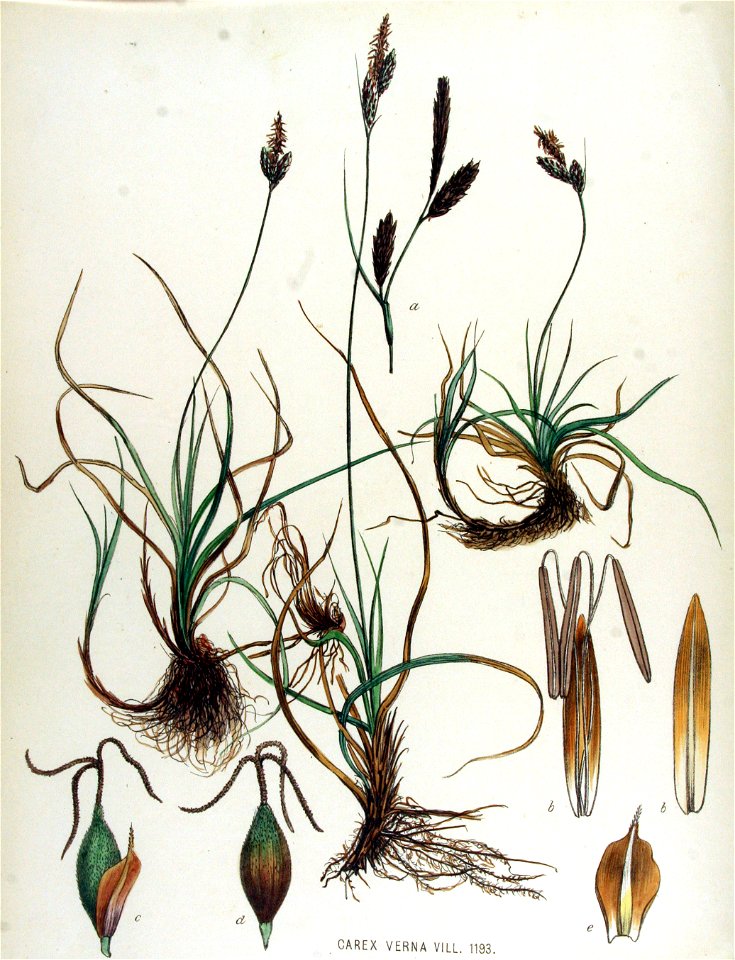 Carex verna — Flora Batava — Volume v15