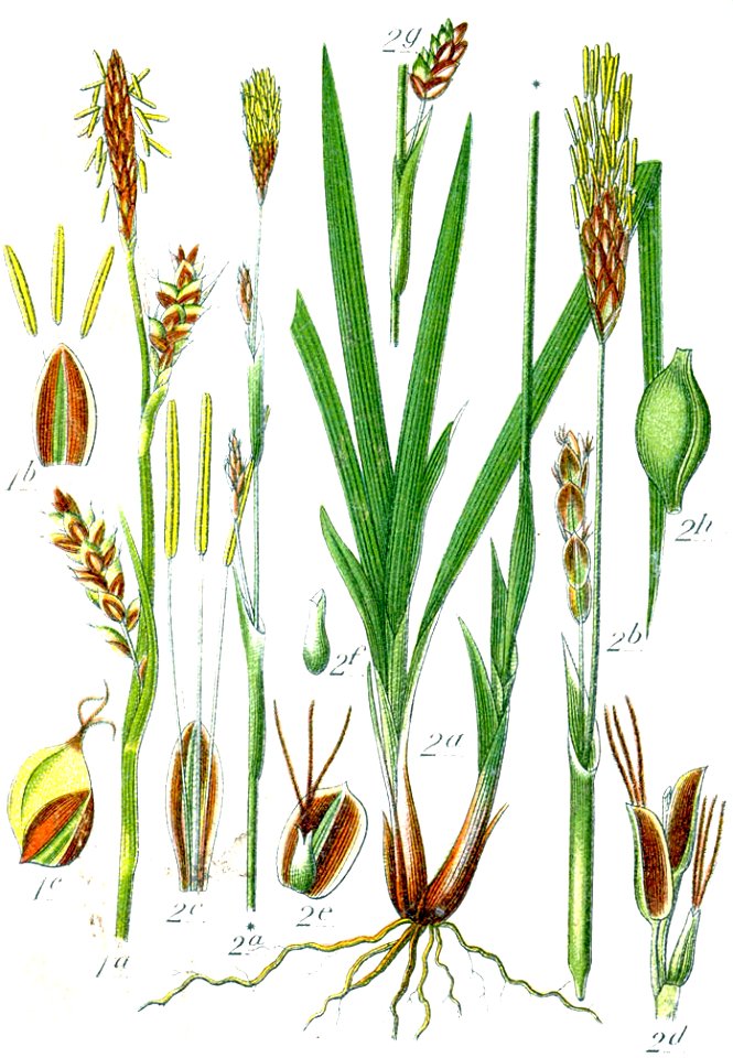 Carex spp Sturm45
