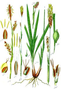 Carex spp Sturm45